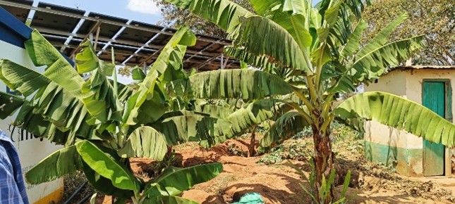 Bananas planted 8 months ago