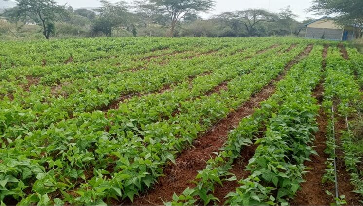 The School Farm: Nourishing Bodies and Minds