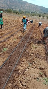 Land preparation for new plantin