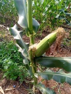 Maize almost ready for Harvesting