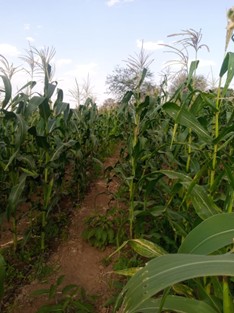 Maize almost ready for Harvesting