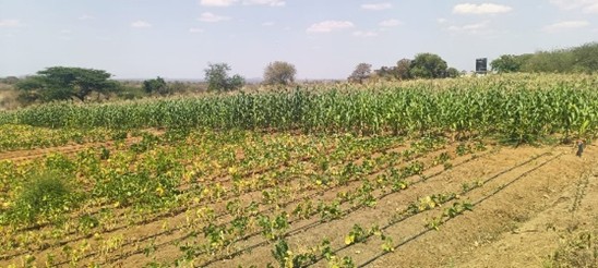 Maize and beans