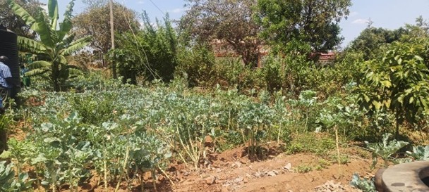 Vegetable garden by the school