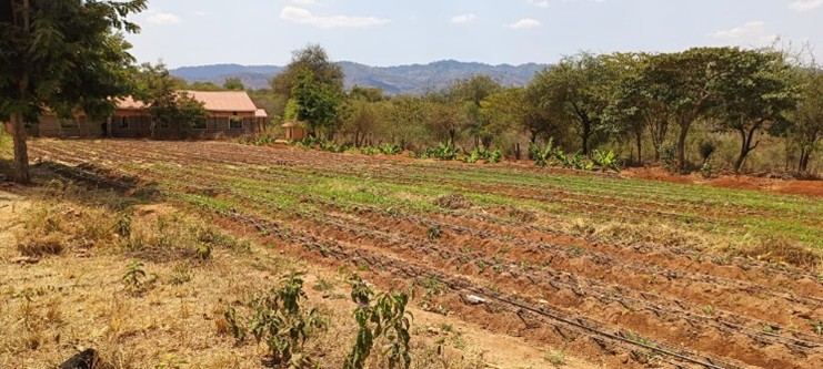 Planted crops germinating